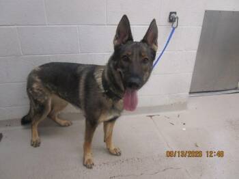 Molly(19) -  German Shepherd Dog Dog for Adoption in Marietta, Georgia - Molly(19) | PetCurious