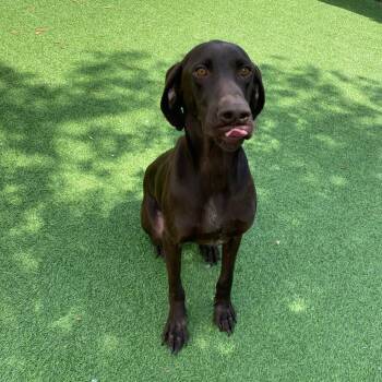 Pointer and Chocolate Labrador Retriever Dogs Available for Adoption in Loxahatchee Groves, Florida - Shy Boy 7901 | PetCurious