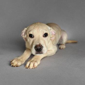 Labrador Retriever and Mixed Breed Dogs Available for Adoption - Snickers | PetCurious