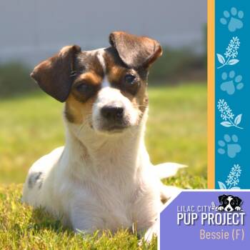 Bessie -  Chihuahua and Mixed Breed Dog for Adoption in Spokane, Washington - Bessie | PetCurious