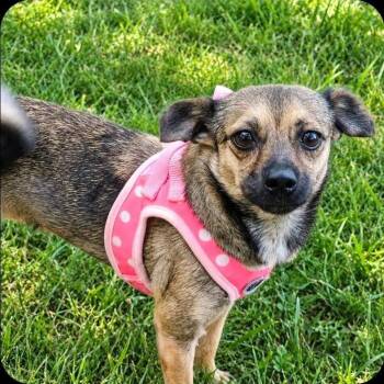 Peggy -  Chihuahua and Mixed Breed Dog for Adoption in Wake Forest, North Carolina - Peggy | PetCurious