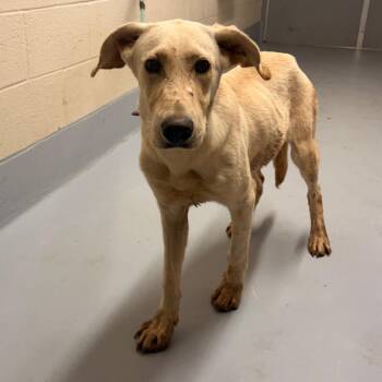 Phantom -  Shepherd and Mixed Breed Dog for Adoption in Concord, North Carolina - Phantom | PetCurious