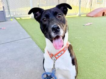 Bentley -  Border Collie and Pit Bull Terrier Dog for Adoption in Salt Lake City, Utah - Bentley | PetCurious