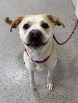 Belle -  Labrador Retriever and Pit Bull Terrier Dog for Adoption in Fishers, Indiana - Belle | PetCurious