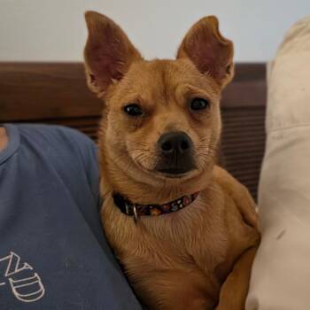Callejera -  Chihuahua and Pomeranian Dog for Adoption in Poinciana, Florida - Callejera | PetCurious