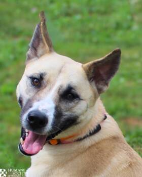 CAULIFLOWER -  Siberian Husky and German Shepherd Dog Dog for Adoption in Hagerstown, Maryland - CAULIFLOWER | PetCurious