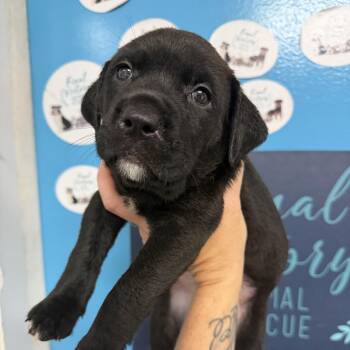 Raspberry Paris Tea -  Pit Bull Terrier Dog for Adoption in Columbia, South Carolina - Raspberry Paris Tea | PetCurious