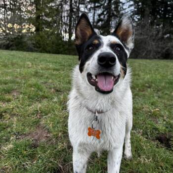 Cattle Dog and Mixed Breed Dogs Available for Adoption - Fiesta | PetCurious