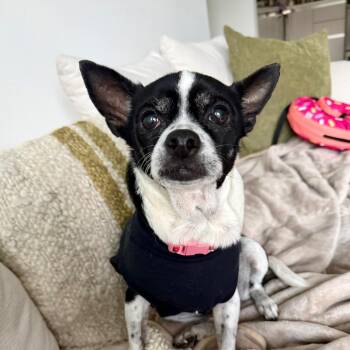 Ivy -  Chihuahua Dog for Adoption in Los Angeles, California - Ivy | PetCurious