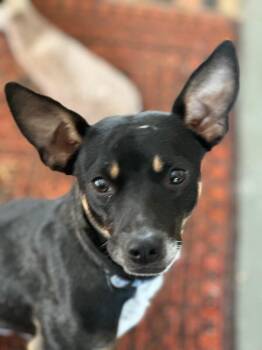 Rigger the Timid & Spunky Snuggler -  Chihuahua and Rat Terrier Dog for Adoption in Friendswood, Texas - Rigger The Timid & Spunky Snuggler | PetCurious