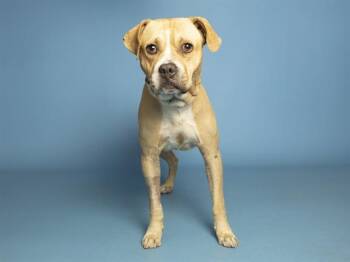 OATMEAL -  Pit Bull Terrier and Mixed Breed Dog for Adoption in Phoenix, Arizona - OATMEAL | PetCurious