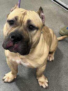 CROCS -  Pit Bull Terrier Dog Available for Adoption - CROCS | PetCurious