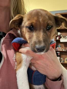 Shepherd and Cattle Dog Dogs Available for Adoption in Lafayette, Colorado - Smalls | PetCurious