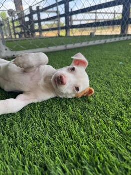 Rafa -  Mixed Breed Dog for Adoption in New York, New York - Rafa | PetCurious