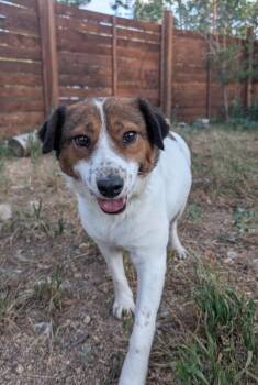 Darjeeling 2 -  Australian Cattle Dog Blue Heeler and Retriever Dog for Adoption in Fort Lupton, Colorado - Darjeeling 2 | PetCurious