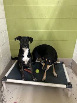 Rescue Hound Dogs for Adoption in Johnson City, Tennessee - Carly | PetCurious