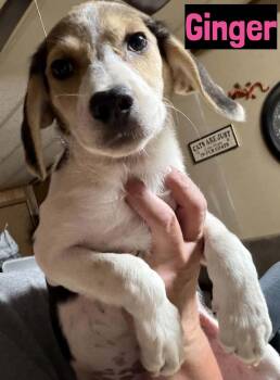 Ginger -  Beagle Dog for Adoption in Grand Rapids, Michigan - Ginger | PetCurious