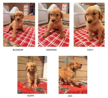 Puppies -  Golden Retriever Dog for Adoption in Knoxville, Tennessee - Puppies | PetCurious