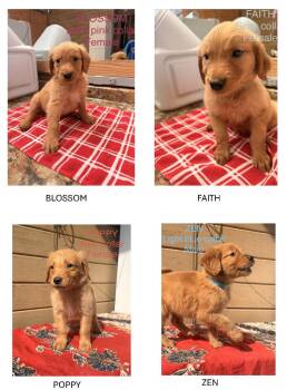 Puppies -  Golden Retriever Dog for Adoption in Knoxville, Tennessee - Puppies | PetCurious