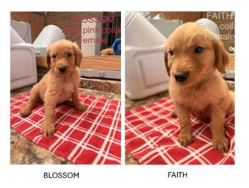 Puppies -  Golden Retriever Dog for Adoption in Knoxville, Tennessee - Puppies | PetCurious