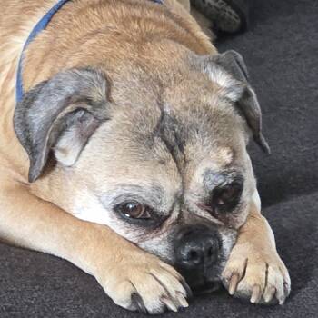 Rescue Pug Dogs for Adoption in Las Vegas, Nevada - Phoenix | PetCurious