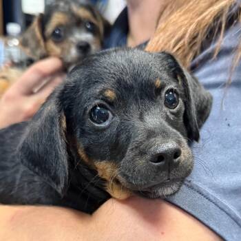 Jimmy -  Terrier Dog for Adoption in Jacksonville, Arkansas - Jimmy | PetCurious
