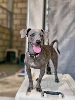 Chiquis -  Dachshund and Chihuahua Dog for Adoption in Calgary, Alberta - Chiquis | PetCurious