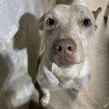 Ginger Snap -  Cattle Dog and Mixed Breed Dog for Adoption in Casa Grande, Arizona - Ginger Snap | PetCurious