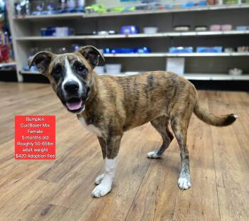 Rescue Boxer and Black Mouth Cur Dogs for Adoption in Oviedo, Florida - Bumpkin | PetCurious
