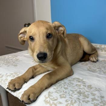 Andouille -  Golden Retriever and Yellow Labrador Retriever Dog for Adoption in San Antonio, Texas - Andouille | PetCurious
