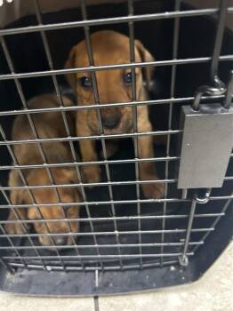 Ari -  Mixed Breed Dog for Adoption in Mobile, Alabama - Ari | PetCurious