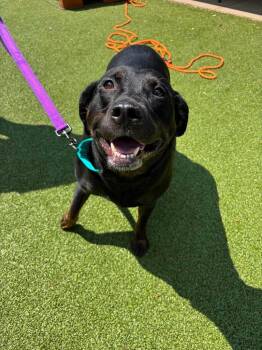 Gummy Bear -  Labrador Retriever Dog for Adoption in Liverpool, New York - Gummy Bear | PetCurious