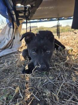 Shepherd and Mixed Breed Dogs Available for Adoption - Hera | PetCurious