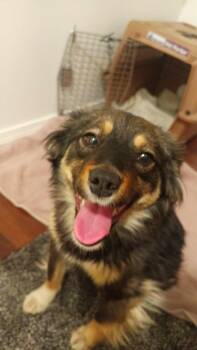 Opal -  Australian Shepherd Dog for Adoption in Wasilla, Alaska - Opal | PetCurious