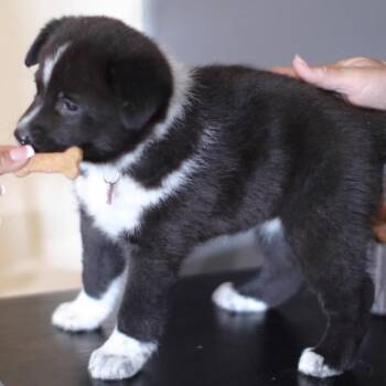 Australian Cattle Dog Blue Heeler Dogs Available for Adoption - Sol | PetCurious