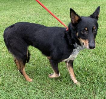 Molly -  Smooth Collie and Australian Cattle Dog Blue Heeler Dog for Adoption in Massena, New York - Molly | PetCurious