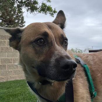 Mixed Breed Dogs Available for Adoption in Murray, Utah - Mango | PetCurious