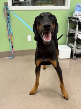 Rescue Black And Tan Coonhound Dogs for Adoption in La Porte, Indiana - Cricket | PetCurious