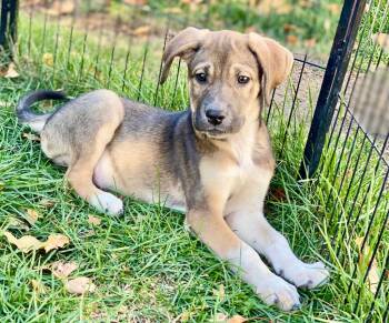Rescue Great Pyrenees and Mixed Breed Dogs for Adoption in Urbandale, Iowa - Rowan | PetCurious