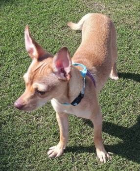 Otis-Adorable 10lb Pup! -  Chihuahua Dog for Adoption in Fort Myers, Florida - Otis-Adorable 10lb Pup! | PetCurious