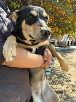 SARITA -  Australian Kelpie Dog for Adoption in Langley Township, British Columbia - SARITA | PetCurious