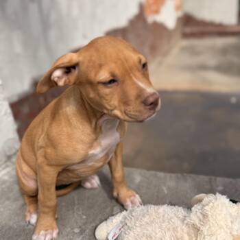 Rumi -  Pit Bull Terrier Dog for Adoption in Atlanta, Texas - Rumi | PetCurious