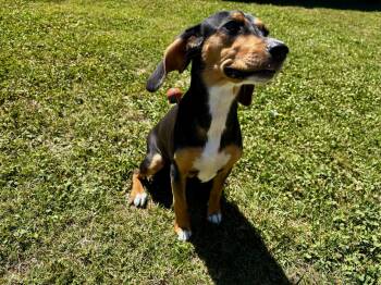 Beagle and Mixed Breed Dogs Available for Adoption in Grovetown, Georgia - MAIVE | PetCurious