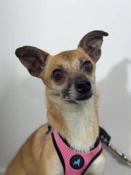 Nelly-One of our Amazing Rescue Dogs -  Chihuahua and Mixed Breed Dog for Adoption in Carlsbad, California - Nelly-One Of Our Amazing Rescue Dogs | PetCurious
