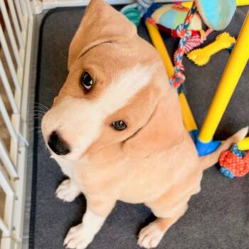 Lexie -  Labrador Retriever Dog for Adoption in Lewisville, Indiana - Lexie | PetCurious