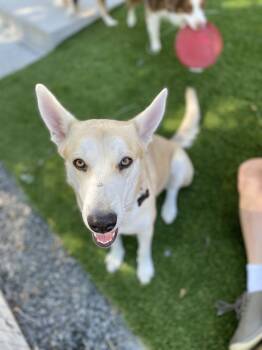 Courtesy Post ** Cayenne -  Husky and Shepherd Dog for Adoption in Denver, Colorado - Courtesy Post ** Cayenne | PetCurious