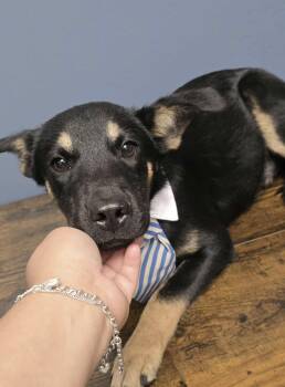 Rescue German Shepherd Dog Dogs for Adoption in Kankakee, Illinois - Drake | PetCurious