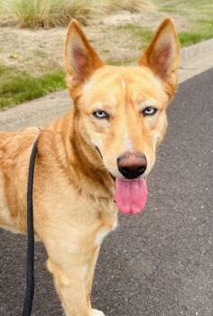 Sasha -  Husky and Yellow Labrador Retriever Dog for Adoption in Newport, Oregon - Sasha | PetCurious