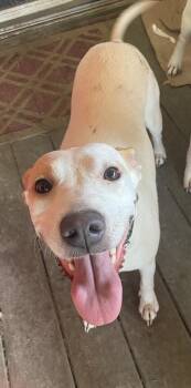 Annie -  Terrier Dog for Adoption in Boston, Massachusetts - Annie | PetCurious