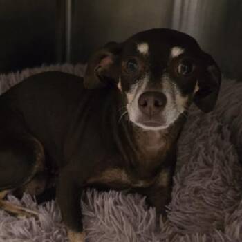 Chihuahua and Mixed Breed Dogs Available for Adoption in Gastonia, North Carolina - Lilly | PetCurious